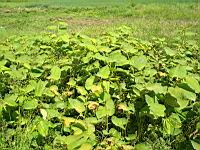 Renouee du Japon - Fallopia japonica (prise a Caluire)(1)